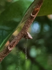 Phoroncidia septemaculeata