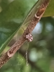 Phoroncidia septemaculeata