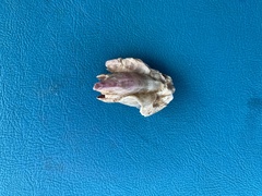 Megabalanus tintinnabulum