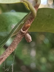 Phoroncidia septemaculeata