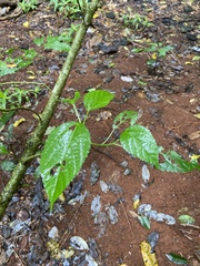 Dendrocnide photiniiphylla