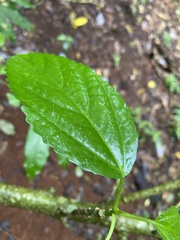 Dendrocnide photiniiphylla