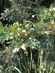 Acacia oshanesii