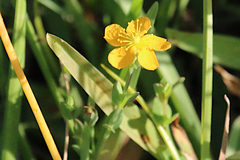 Hypericum gramineum