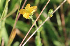 Hypericum gramineum