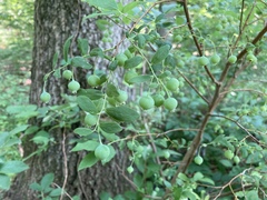 Vaccinium stamineum