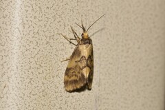 Philenora pteridopola