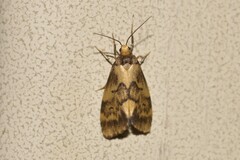 Philenora pteridopola