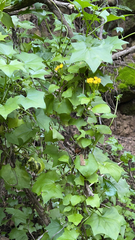 Delairea odorata