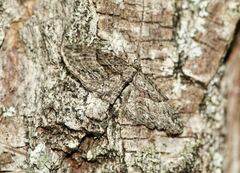Eupithecia oxycedrata