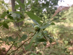 Vaccinium stamineum