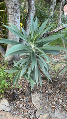 Echium candicans