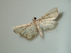Nacoleia