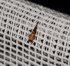 Olbonoma triptycha