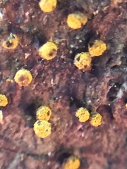 Physarum viride