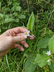 Solanum carolinense
