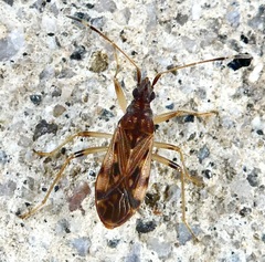 Ozophora occidentalis