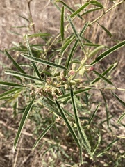 Sphaeralcea angustifolia