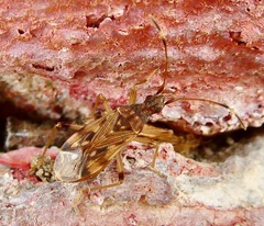 Ozophora occidentalis