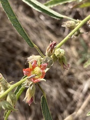 Sphaeralcea angustifolia