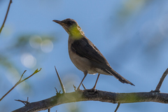 Turdus amaurochalinus