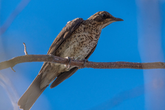 Turdus amaurochalinus