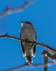 Serpophaga subcristata
