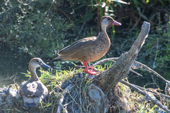 Amazonetta brasiliensis