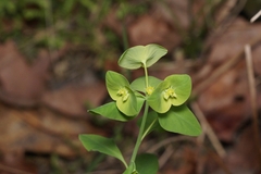 Euphorbia commutata