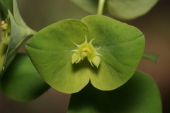 Euphorbia commutata
