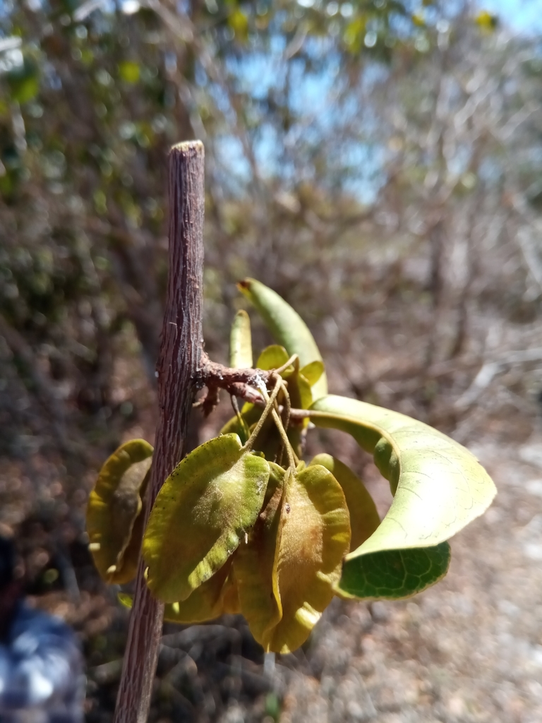 Combretum meridionalis