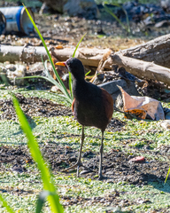 Jacana jacana