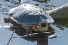 Phrynops hilarii
