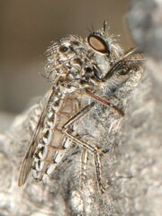Brachyrhopalinae