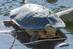 Phrynops hilarii