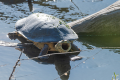 Phrynops hilarii