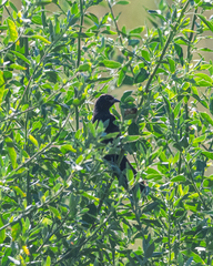 Agelasticus cyanopus