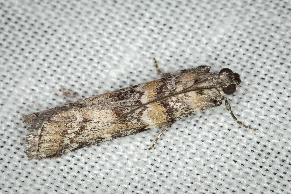 Dusky Raisin Moth from Fife Wetlands Preserve, Salt Lake City, UT 84104 ...