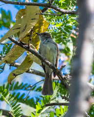 Myiarchus swainsoni