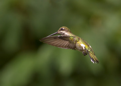 Heliomaster longirostris
