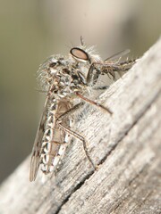 Brachyrhopalinae