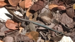 Pholidoscelis auberi
