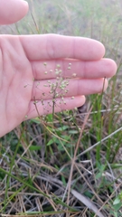 Dichanthelium webberianum