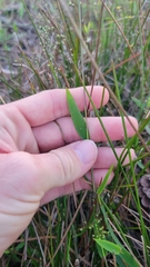 Dichanthelium webberianum