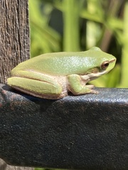 Litoria fallax