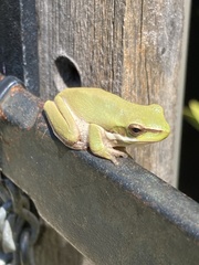 Litoria fallax