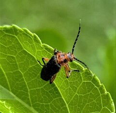 Atalantycha bilineata