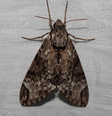 Psilogramma menephron