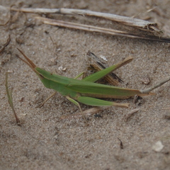 Allotruxalis gracilis