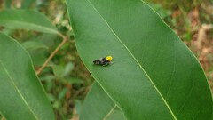 Brunotartessus fulvus